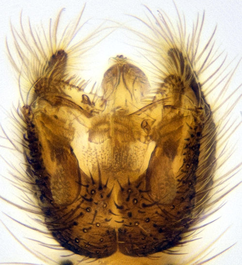 Acnemia longipes dorsal