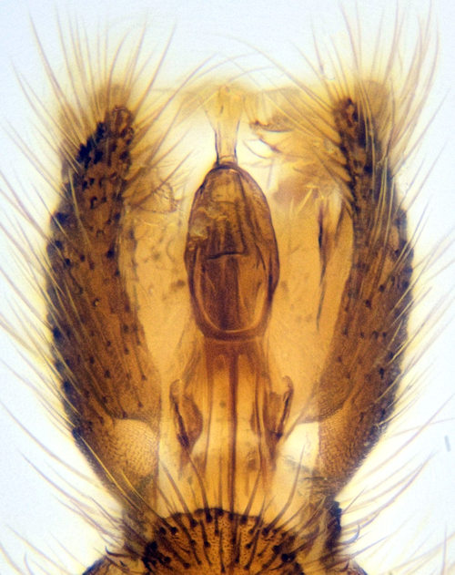 Acnemia longipes ventral