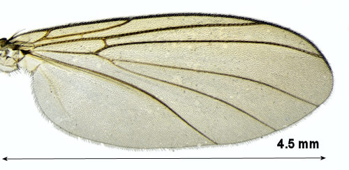 Acnemia longipes wing