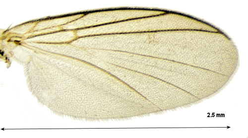 Acnemia nitidicollis wing