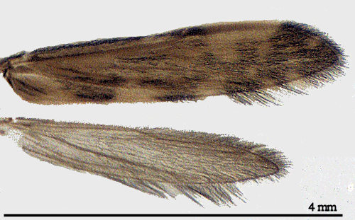 Agraylea multipunctata