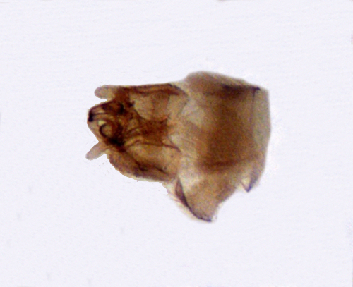 Agraylea multipunctata male ventral