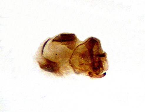 Agraylea multipunctata male lateral