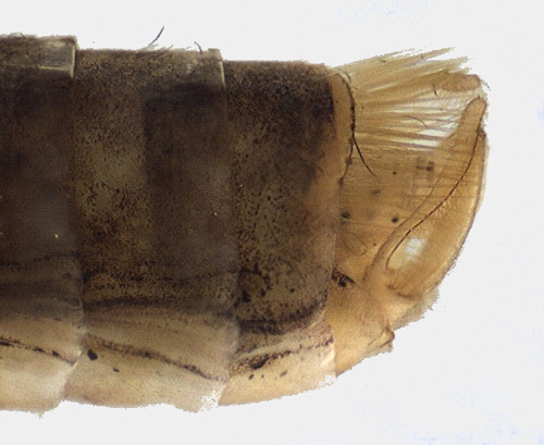Agrypnia pagetana male lateral