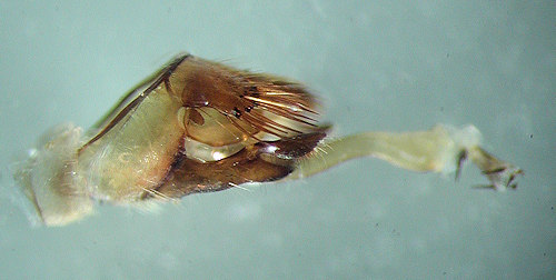 Agrypnia varia male lateral