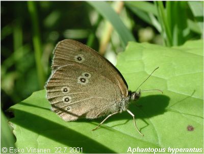 Aphantopus hyperantus V:Nummi-Pusula 22.7.2001