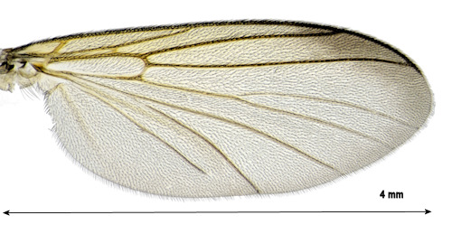 Allocotocera pulchella wing