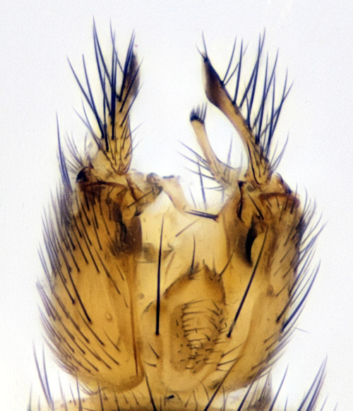 Allodia angulata dorsal