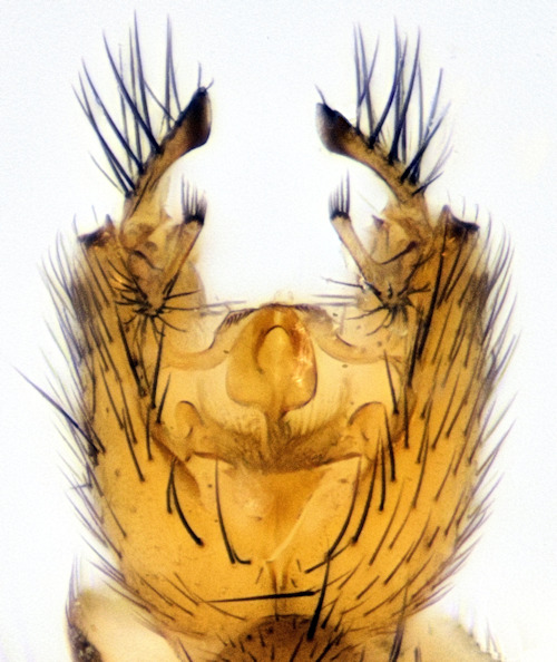 Allodia angulata ventral