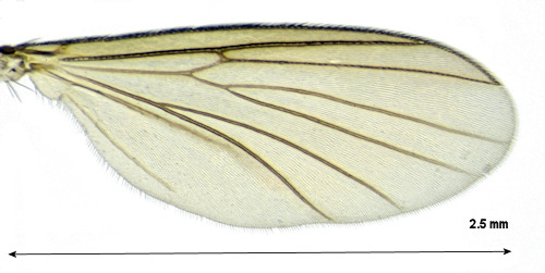 Allodia angulata wing