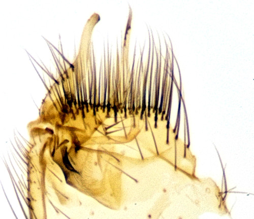Allodia barbata gonostylus