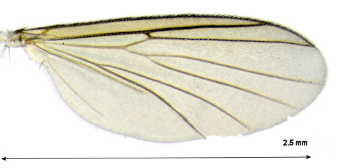 Allodia barbata wing