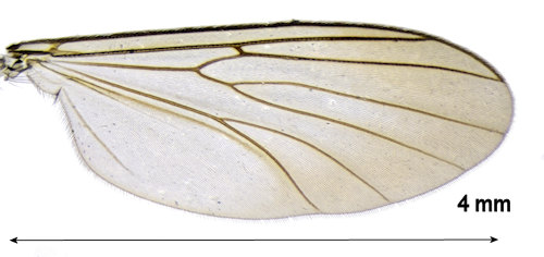 Allodia lugens wing