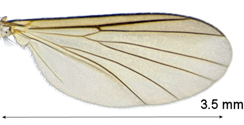 Allodia protenta wing