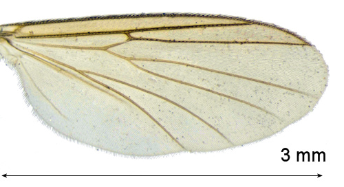 Allodia silvatica wing