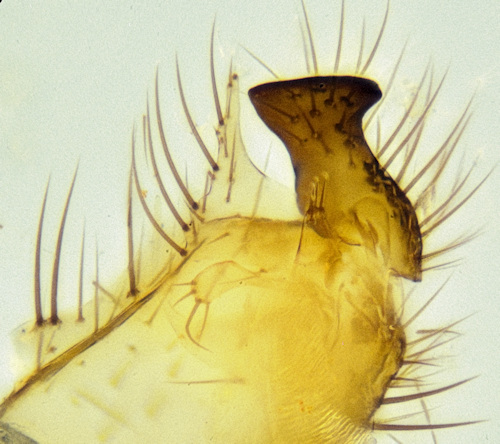 Allodia zaitzevi gonostylus