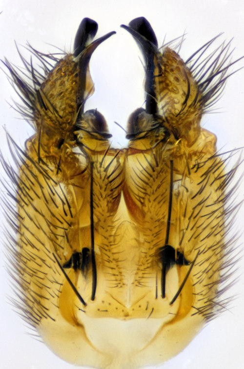 Allodiopsis domestica dorsal