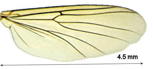 Allodiopsis domestica wing