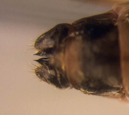 Anabolia laevis female dorsal