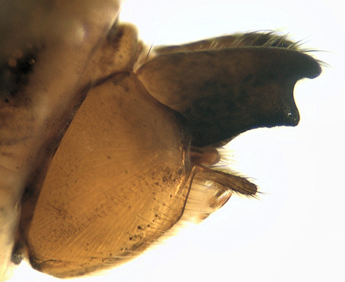 Anabolia laevis male lateral