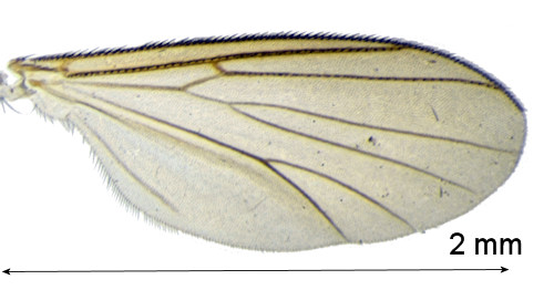 Anatella dampfi wing
