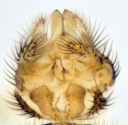 Anatella flavomaculata dorsal