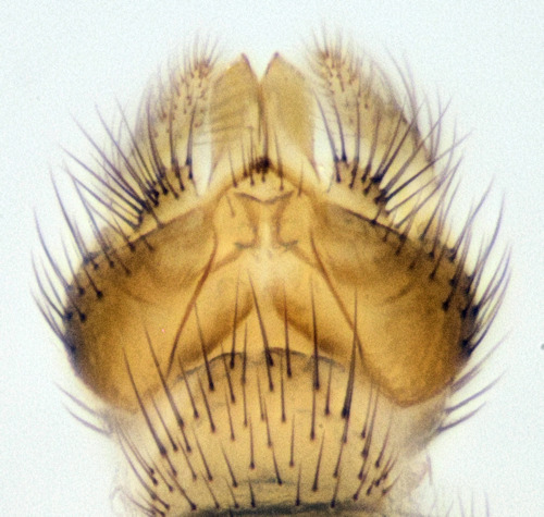 Anatella flavomaculata ventral