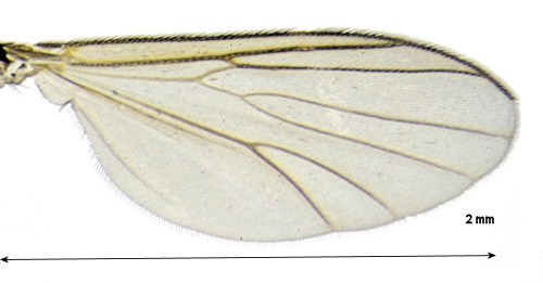 Anatella flavomaculata wing