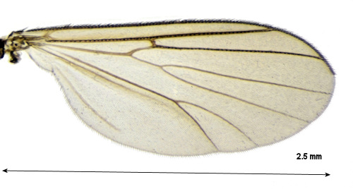 Anatella setigera wing