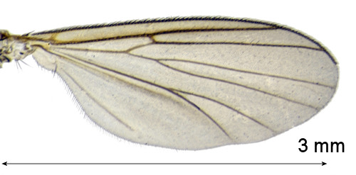 Anatella unguigera wing