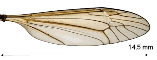 Angarotipula tumidicornis male wing