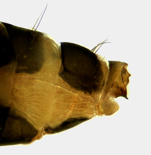 Apatania auricula female lateral