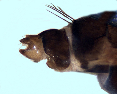 Apatania wallengreni female lateral