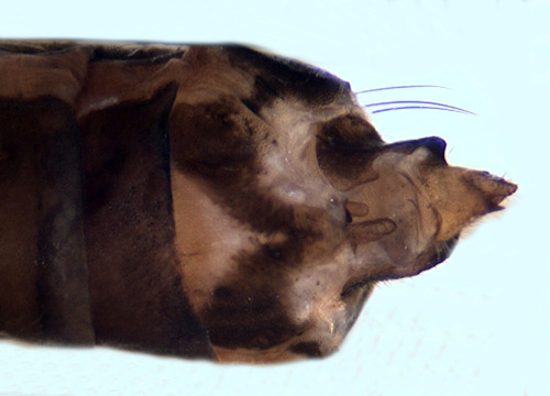 Apatania wallengreni female ventral