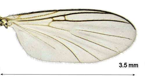 Apolephthisa subincana wing
