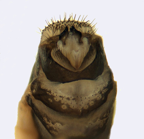 Arctopora trimaculata male dorsal