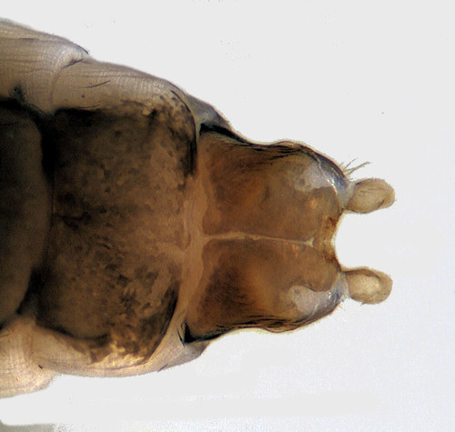 Athripsodes cinereus female ventral
