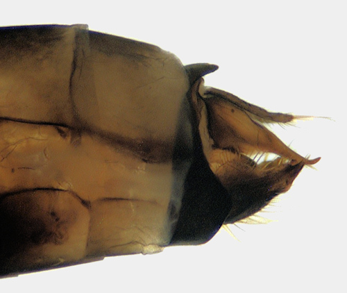 Athripsodes cinereus male lateral