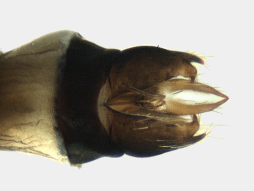 Athripsodes cinereus male ventral