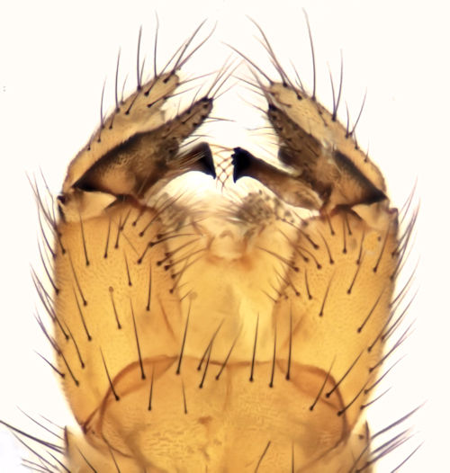 Atypophthalmus inustus dorsal