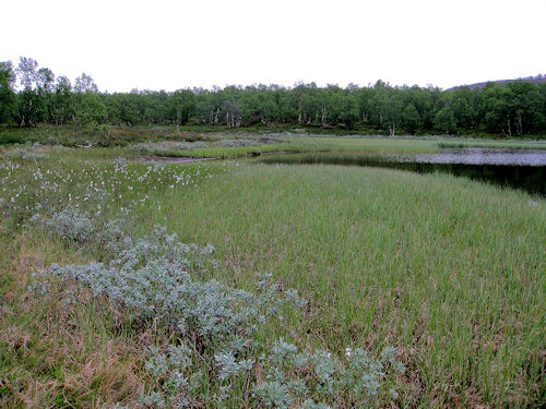Pulmankijärvi 15.7.2009