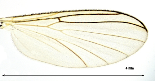 Boletina basalis wing
