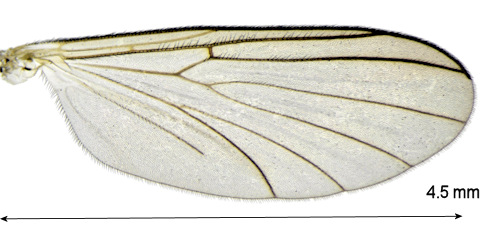 Boletina borealis wing