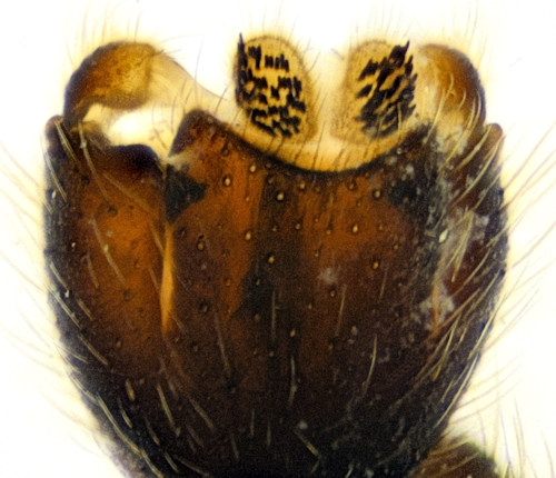 Boletina cincticornis dorsal