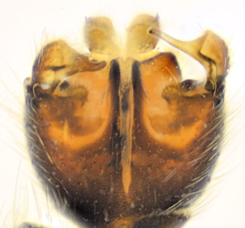 Boletina cincticornis ventral