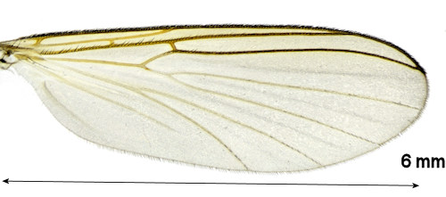 Boletina cincticornis wing