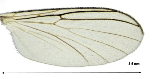 Boletina edwardsi wing