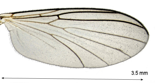 Boletina falcata wing