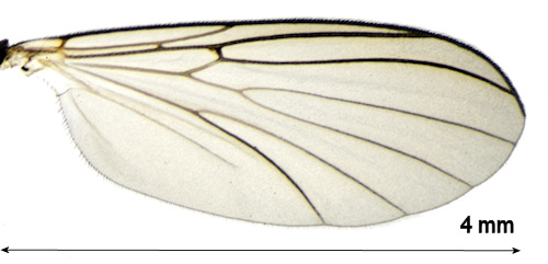 Boletina gripha wing