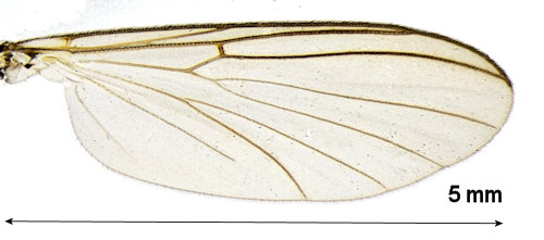 Boletina groenlandica wing
